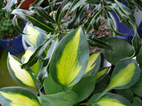 Hosta Olympic Sunrise.jpg_s.jpg